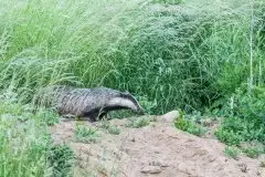 Borsuki na zdjęciach Jana Olchówki - zdjęcie 8