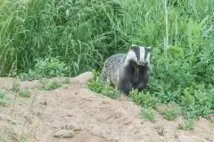 Borsuki na zdjęciach Jana Olchówki - zdjęcie 7