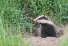 Borsuki na zdjęciach Jana Olchówki - zdjęcie 2