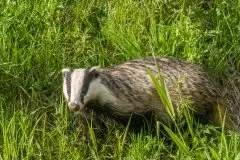 Borsuki na zdjęciach Jana Olchówki - zdjęcie 1