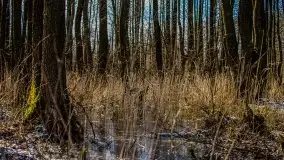 Kanał Szymoński w marcu 2020 - zdjęcie 16