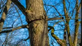 Ruiny Pałacu w Mieduniszkach Wielkich - zdjęcie 65