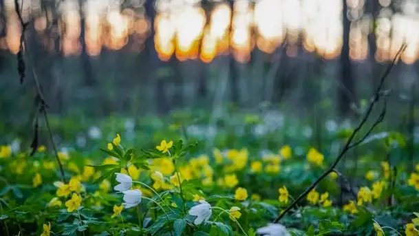 Wiosna w lesie miejskim w Giżycku pod koniec kwietnia - zdjęcie 10