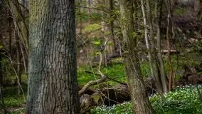 Wiosna w lesie miejskim w Giżycku pod koniec kwietnia - zdjęcie 13