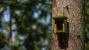 Wiosna w lesie miejskim w Giżycku pod koniec kwietnia - zdjęcie 21