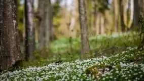 Wiosna w lesie miejskim w Giżycku pod koniec kwietnia - zdjęcie 24