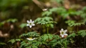 Wiosna w lesie miejskim w Giżycku pod koniec kwietnia - zdjęcie 36