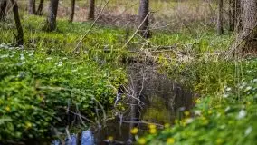 Wiosna w lesie miejskim w Giżycku pod koniec kwietnia - zdjęcie 42