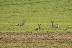 Zdjęcia: Mazurska wiosna na zdjęciach Janka Olchówki - zdjęcie 2
