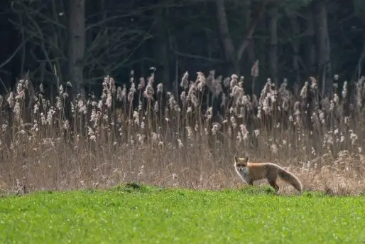 Zdjęcia: Mazurska wiosna na zdjęciach Janka Olchówki - zdjęcie 9