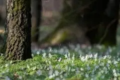 Zdjęcia: Mazurska wiosna na zdjęciach Janka Olchówki - zdjęcie 25