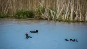 Mazurska i wiosenna flora i fauna na zdjęciach Staszka Sielewicza - zdjęcie 6