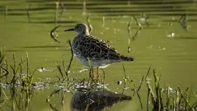 Mazurska i wiosenna flora i fauna na zdjęciach Staszka Sielewicza - zdjęcie 4