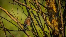 Mazurska i wiosenna flora i fauna na zdjęciach Staszka Sielewicza - zdjęcie 31