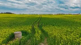 Mazurskie pola rzepaku na początku maja 2020 r. - zdjęcie 8