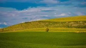 Mazurskie pola rzepaku na początku maja 2020 r. - zdjęcie 3