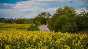 Mazurskie pola rzepaku na początku maja 2020 r. - zdjęcie 24