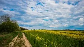 Mazurskie pola rzepaku na początku maja 2020 r. - zdjęcie 25