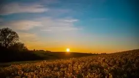 Złoto w kolorach słońca i rzepaku, maj 2020.r - zdjęcie 22