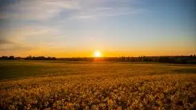 Złoto w kolorach słońca i rzepaku, maj 2020.r - zdjęcie 50