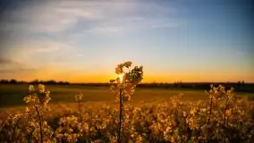 Złoto w kolorach słońca i rzepaku, maj 2020.r - zdjęcie 32