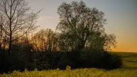 Złoto w kolorach słońca i rzepaku, maj 2020.r - zdjęcie 44