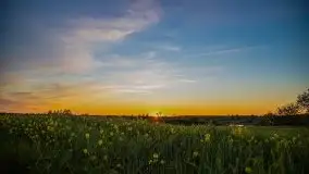 Złoto w kolorach słońca i rzepaku, maj 2020.r - zdjęcie 59