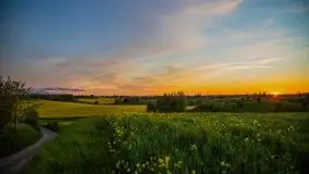 Złoto w kolorach słońca i rzepaku, maj 2020.r - zdjęcie 52