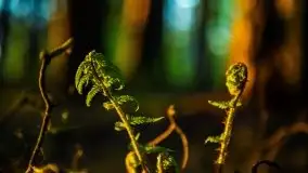 Kolejny raz magia zachodu słońca, okolice jez. Jagodne - zdjęcie 34