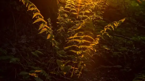 Kolejny raz magia zachodu słońca, okolice jez. Jagodne - zdjęcie 8