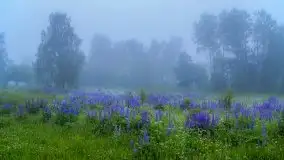 Mazurski poranek we mgle - zdjęcie 1