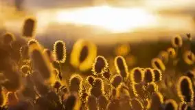 Zachód słońca, plaża Bogacko, jezioro Dejguny - zdjęcie 38