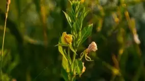 Zachód Słońca nad kanałem Jeglińskim - zdjęcie 25