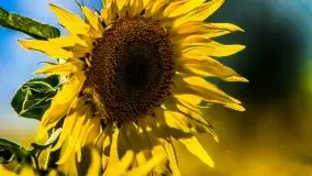 Mazurskie słońce i... słoneczniki, sierpień 2020 r. - zdjęcie 8