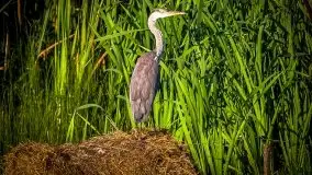 Piękno letnich, sierpniowych Mazur - zdjęcie 18