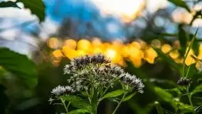 Zachód słońca nad jeziorem Ławki, wrzesień 2020 r. - zdjęcie 4