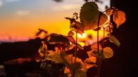 Zachód słońca nad jeziorem Dargin - zdjęcie 53