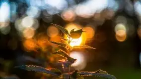 Zachód słońca nad jeziorem Kisajno - zdjęcie 3