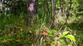 Mazurski las... i grzyby, początek września 2020 r. - zdjęcie 8