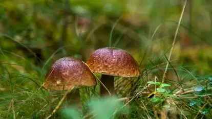 Mazurski las... i grzyby, początek września 2020 r.