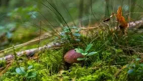 Mazurski las... i grzyby, początek września 2020 r. - zdjęcie 29