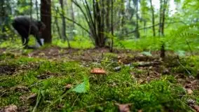 Mazurski las... i grzyby, początek września 2020 r. - zdjęcie 49