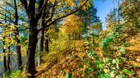 Jesień na mazurskich bezdrożach, 2019 - zdjęcie 11