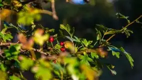 Zachód słońca widziany w zaroślach nad Niegocinem - zdjęcie 5