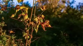 Zachód słońca widziany w zaroślach nad Niegocinem - zdjęcie 6