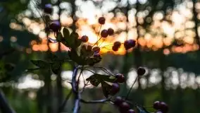 Zachód słońca widziany w zaroślach nad Niegocinem - zdjęcie 7