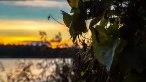 Zachód słońca widziany w zaroślach nad Niegocinem - zdjęcie 11