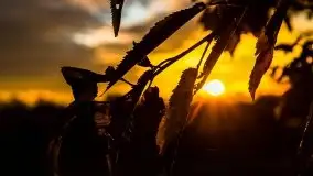 Zachód słońca nad mazurskimi polami, okolice wsi Sulimy - zdjęcie 19