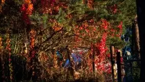 Jesień 2020 na zdjęciach Stanisława Sielewicza - zdjęcie 28