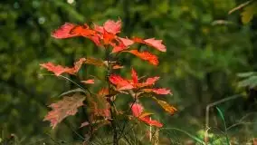 Jesień 2020 na zdjęciach Stanisława Sielewicza - zdjęcie 3